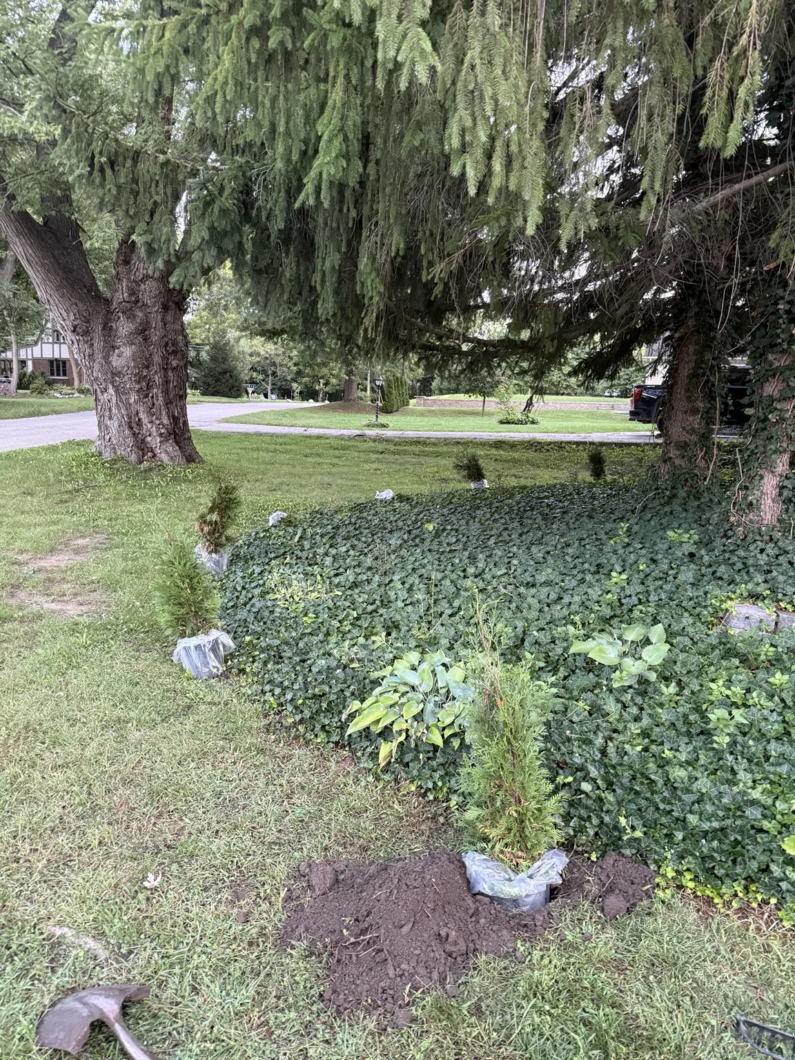New trees being planted along property edge